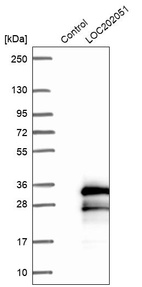 Anti-SPATA24 Antibody