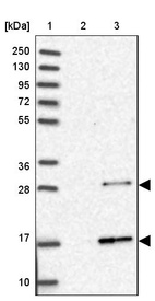 Anti-RABL2A Antibody