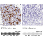 Anti-BPIFA2 Antibody