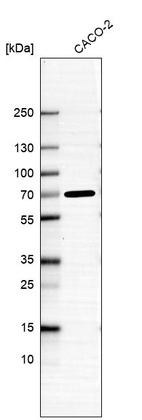 Anti-ADAMTSL5 Antibody