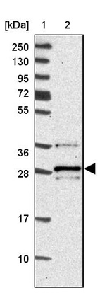 Anti-VTI1B Antibody