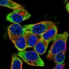 Immunofluorescent staining of human cell line Hep G2 shows localization to endoplasmic reticulum.