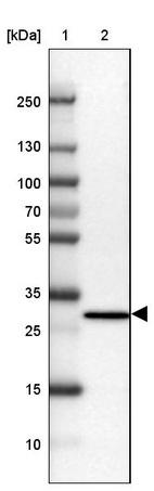 Anti-PSMD9 Antibody