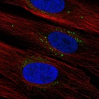 Anti-SYNDIG1 Antibody