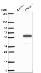 Anti-ARRDC1 Antibody