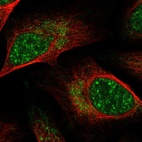 Immunofluorescent staining of human cell line U-2 OS shows localization to nuclear speckles & mitochondria.