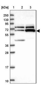 Anti-ZNF329 Antibody