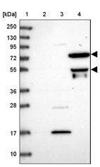 Anti-HPSE2 Antibody