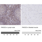 Anti-PIK3CD Antibody