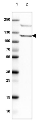 Anti-PIK3CD Antibody