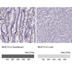 Anti-MUC13 Antibody