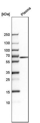 Anti-MUC13 Antibody