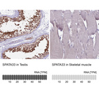 Anti-SPATA33 Antibody