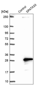 Western blot analysis in control (vector only transfected HEK293T lysate) and SPATA33 over-expression lysate (Co-expressed with a C-terminal myc-DDK tag (~3.1 kDa) in mammalian HEK293T cells, LY403501).