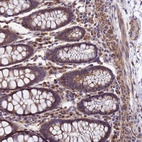 Anti-DUSP23 Antibody