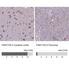 Anti-FAM173A Antibody