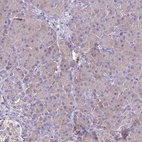 Immunohistochemical staining of human pancreas shows low expression as expected.