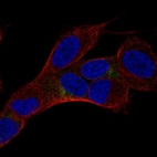 Anti-HMP19 Antibody