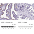 Anti-CAPSL Antibody