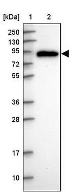 Anti-PDXDC1 Antibody