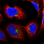 Immunofluorescent staining of human cell line U-2 OS shows localization to the Golgi apparatus & vesicles.