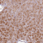 Anti-CNPY1 Antibody