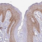 Anti-CNPY1 Antibody