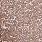 Anti-OAF Antibody