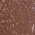 Anti-OR6P1 Antibody