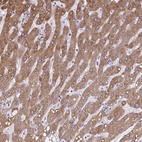 Anti-CYB5A Antibody