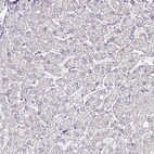 Anti-SMIM4 Antibody