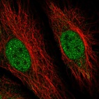 Immunofluorescent staining of human cell line HeLa shows localization to nucleoplasm.