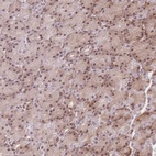 Anti-ZC3H13 Antibody