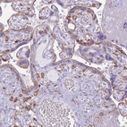 Immunohistochemical staining of human placenta shows high expression.