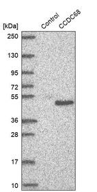 Western blot analysis in control (vector only transfected HEK293T lysate) and CCDC68 over-expression lysate (Co-expressed with a C-terminal myc-DDK tag (~3.1 kDa) in mammalian HEK293T cells, LY428372).