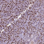 Anti-FAM43A Antibody