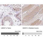 Anti-UBXN7 Antibody