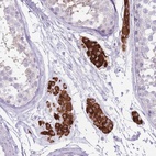 Anti-ERICH4 Antibody