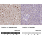 Anti-FAM69C Antibody