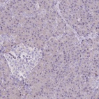 Immunohistochemical staining of human pancreas shows low expression as expected.