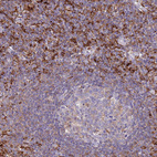 Anti-EFHD2 Antibody