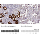 Anti-SLC5A5 Antibody