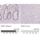 Anti-NXPE1 Antibody