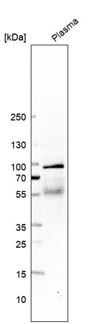 Anti-NXPE1 Antibody