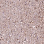 Anti-MEGF8 Antibody