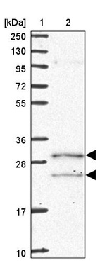 Anti-COQ5 Antibody