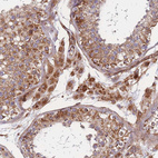 Anti-C6orf203 Antibody