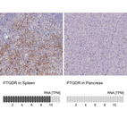 Anti-PTGDR Antibody