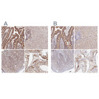 Anti-MAVS Antibody