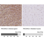 Anti-PACSIN2 Antibody